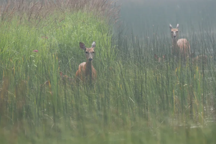 Wildlife, as well, will need relief from smoke
